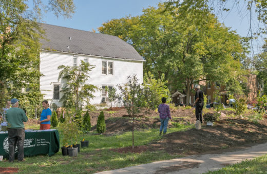 Trees being planted in a neighborhood