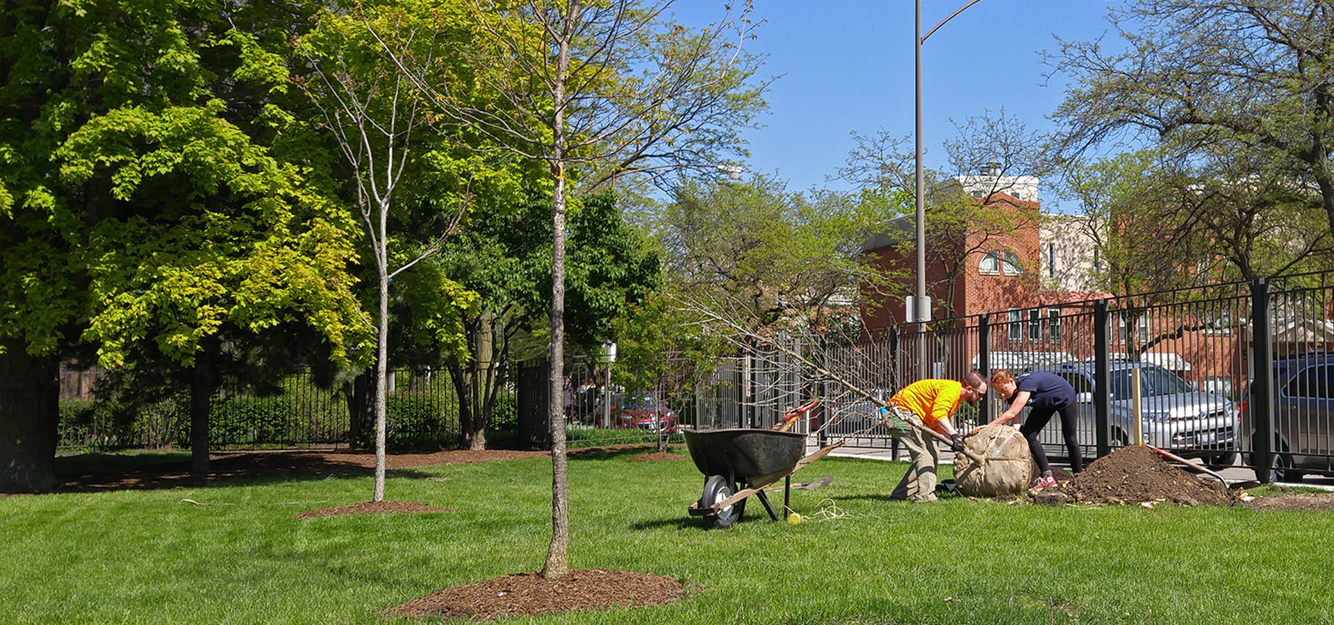 Volunteers plant a tree at the University of Chicago
