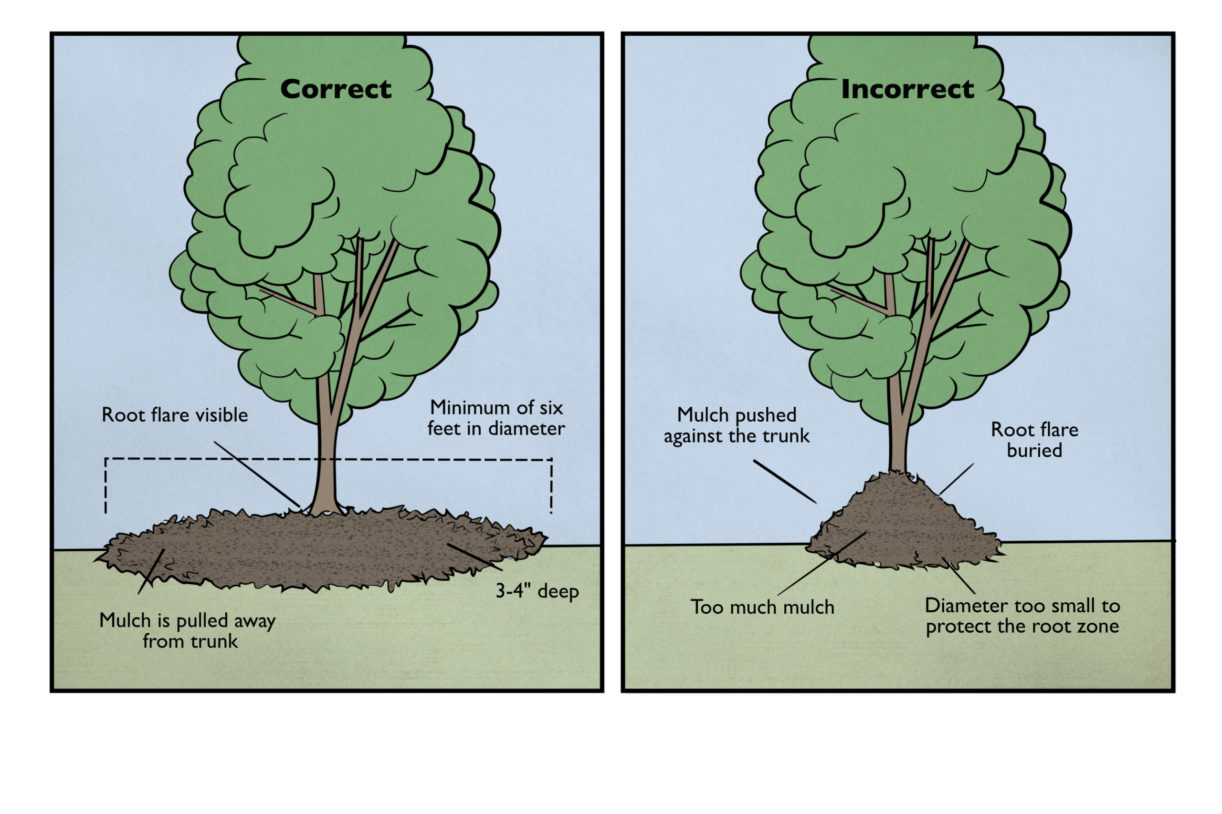 Tree Care Door Hangers Chicago Region Trees Initiative