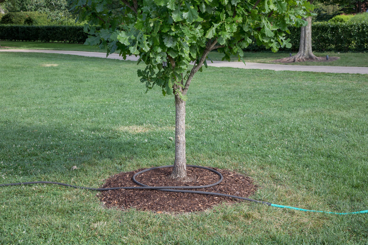 Tree Care Door Hangers Chicago Region Trees Initiative